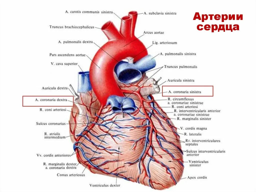 Притоки сердца. Кровоснабжение сердца анатомия. анатомия коронарных артерий синельников. вена системы венечного синуса сердца. сердце строение анатомия кровоснабжение.