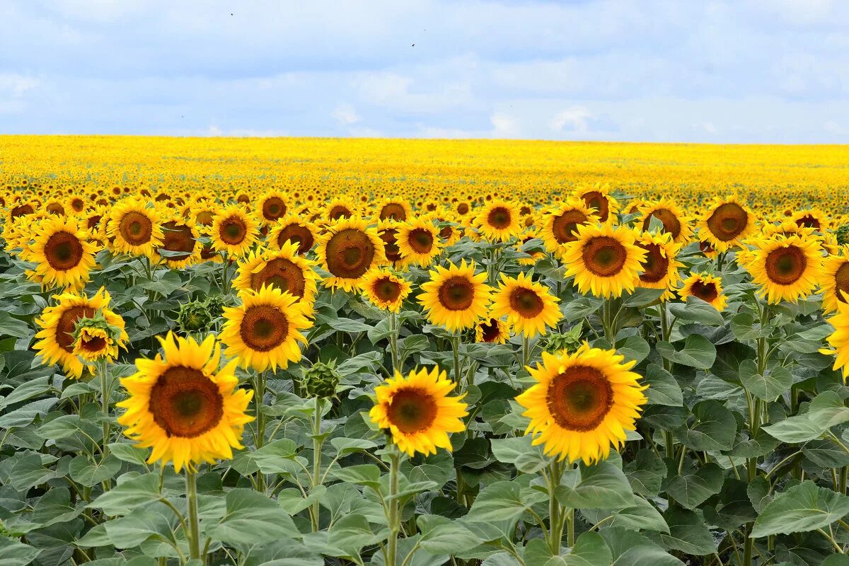 Подсолнух с улыбкой. Много подсолнухов. Давай подсолнух. Горизонт подсолнухов фото. Давай подсолнух.