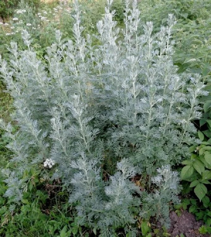 Полынь горькая чернобыльник. Полынь обыкновенная (artemisia vulgaris). Чернобыльник трава. Полынь обыкновенная чернобыльник. Жусан полынь.