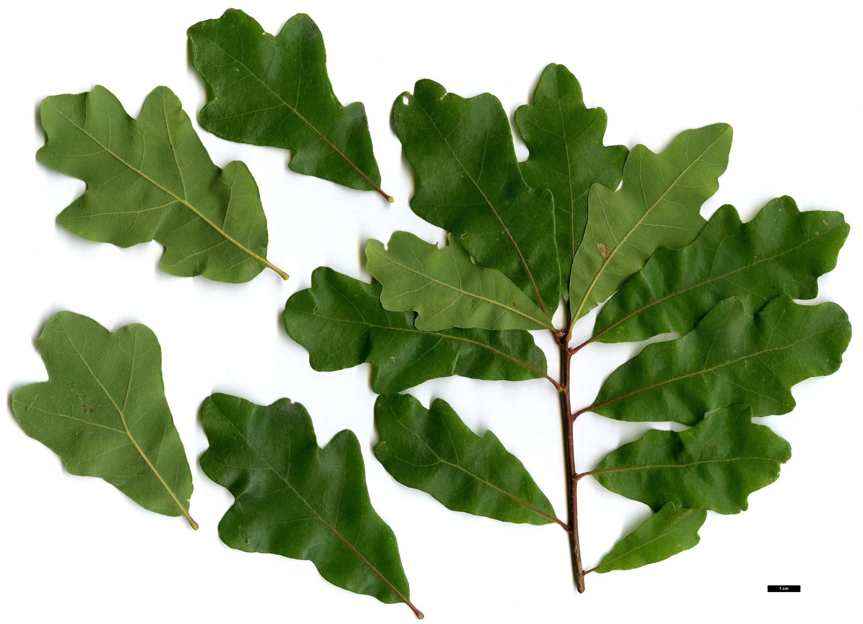 дубовые листочки. лист дуба на белом фоне. 2 дубовых листа. осенний дубовый лист. дубовый лист.