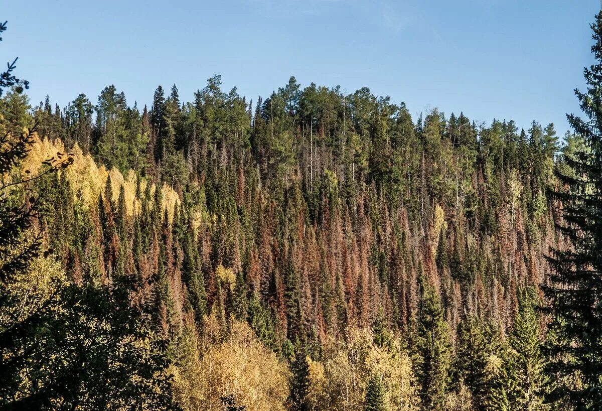 Кедрово-пихтовая тайга. Тайга евразии. Лес сверху усть-илимск. Города в тайге россии. Восточно сибирская тайга.