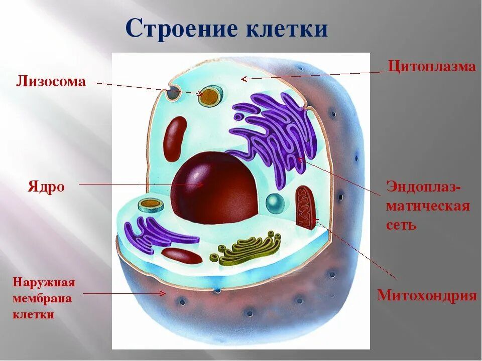 Не относится к живой клетке. Строение живой клетки. Модель клетки человека 5 класс биология. Модель строение животной клетки биология 5 класс. Строение клетки биология 5.