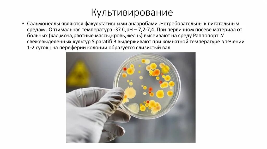 Salmonella typhi микробиология. Сальмонелла на питательных средах. Сальмонелла Тифи микробиология. Сальмонеллез особенности культивирования. Температура при сальмонеллезе