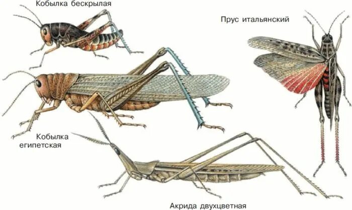 К бескрылым насекомым относятся. Отряды насекомых Прямокрылые. Прямокрылые анатомия. Прямокрылые Саранча. Самка и самец саранчи.