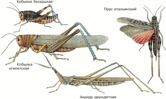 Прямокрылые представители. Рис 48 прямокрылые. прус итальянский прямокрылые. кобылки-прусы. саранча самец и самка.