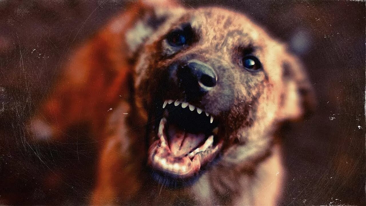 Голодная собака v x v. Голодная агрессивная собака.