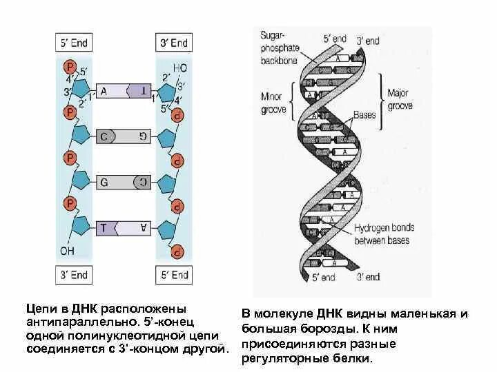 Ген это фрагмент молекулы. Строение ДНК 5 И 3 концы. Цепь ДНК 3 И 5 концы. Строение 3’, 5’ концов цепей ДНК.. Цепочка ДНК рисунок с обозначениями.