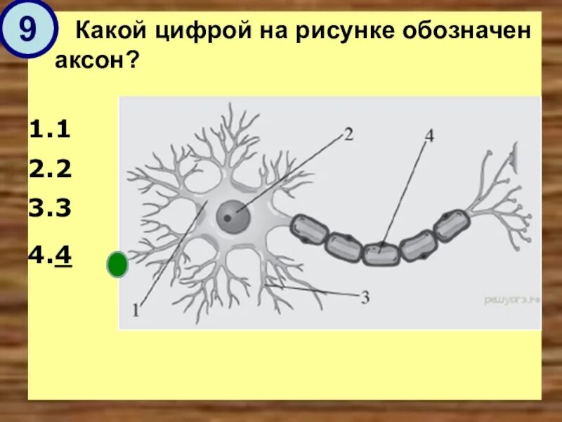 Определи какими цифрами на рисунке обозначены