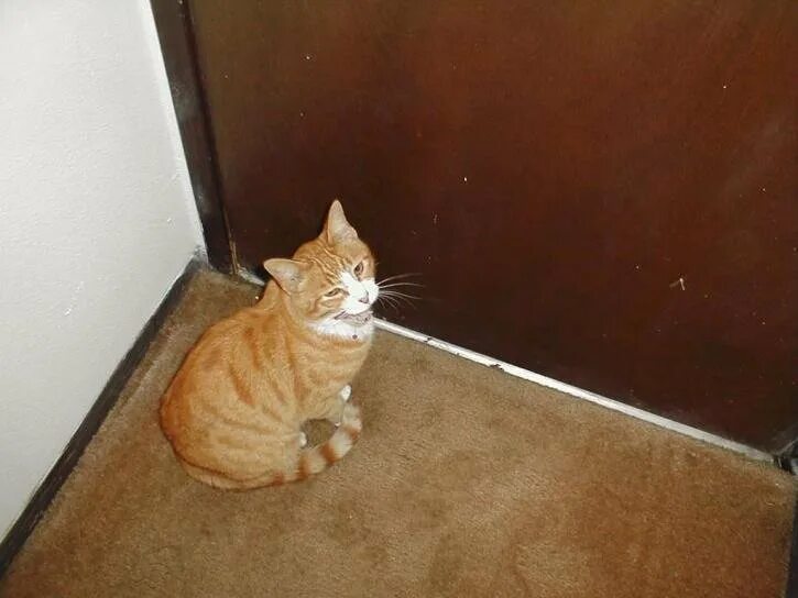 Кот лежит у входной двери. Кот под дверью. дверь для кота. кот ждет у двери. кот на пороге.