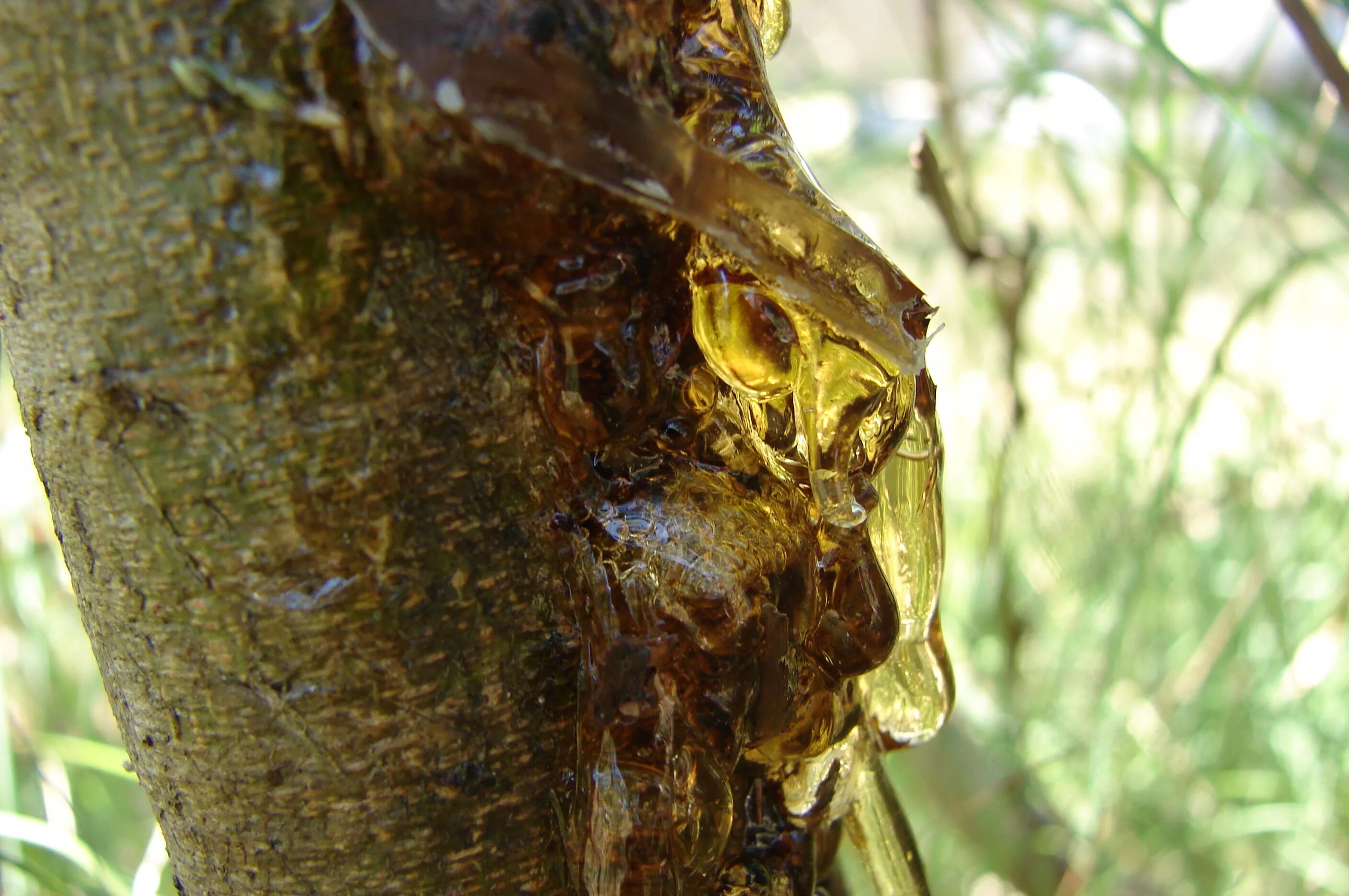 Небольшой кусок древесины. Изделия из эпоксидной смолы и дерева. Как сушить смолу. Смешивание эпоксидной смолы. Акациевая камедь.