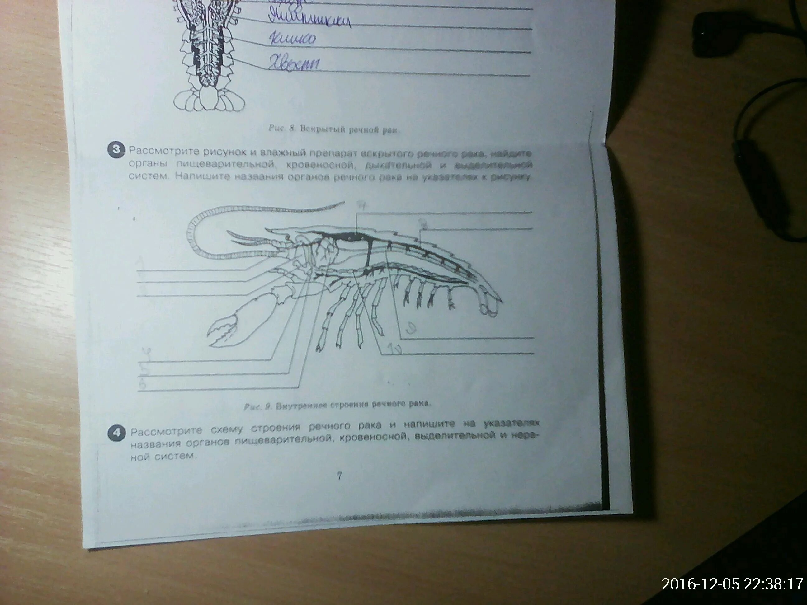Влажный препарат Речной ра. Влажный препарат "рак Речной". Рассмотрите влажный препарат вскрытой рыбы с помощью рисунка. Рассмотрите влажный препарат вскрытой рыбы, рисунок в учебнике. Рассмотрите речного рака