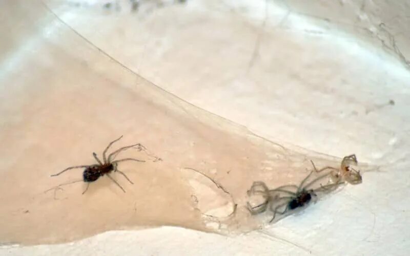 Белый паук в частном доме. Паук в ванной. Почему заводятся пауки. Почему заводятся пауки. Почему заводятся пауки.