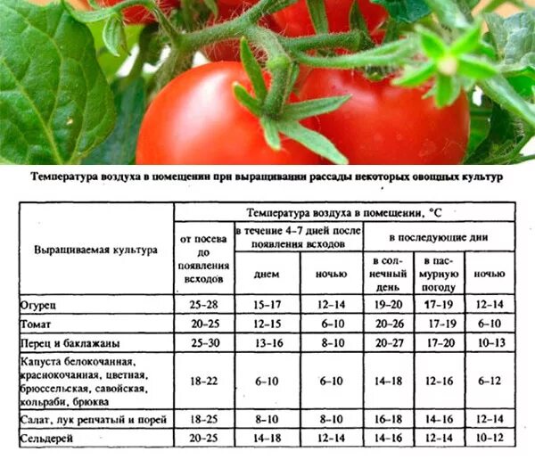 Температурный график для выращивания рассады томатов. Температурный режим выращивания томатов в грунт. Таблица высадки рассады томатов. Оптимальная температура для рассады томатов и огурцов. Какая температура должна быть для рассады помидор
