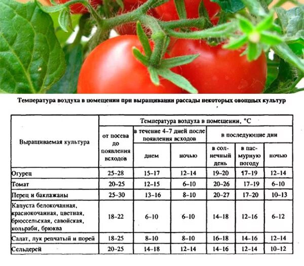 Какая температура должна быть для перца. Температурный график для выращивания рассады томатов. Температурный режим выращивания томатов в грунт. Таблица высадки рассады томатов. Оптимальная температура для рассады томатов и огурцов.