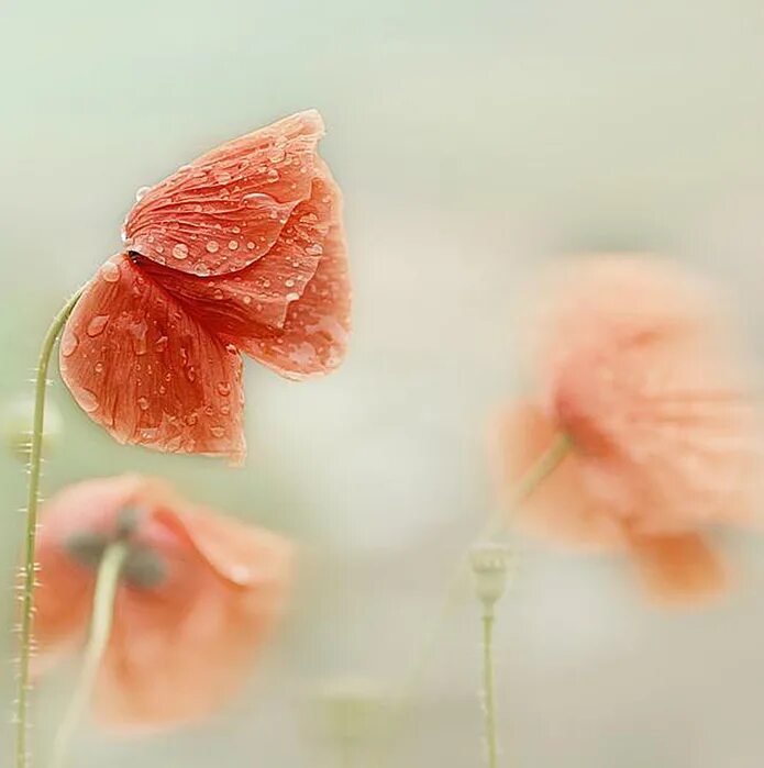 Удивительная нежность. Christine Ellger. Кристин Эллджер (Christine Ellger) цветы. Нежные маки. Цветы в росе.