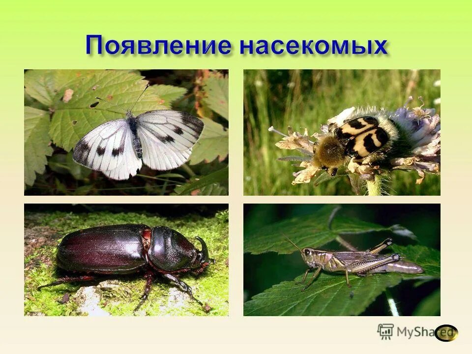 Кто появляется у насекомых. Насекомые весной для детей. появление насекомых. появление насекомых весной. весной просыпаются насекомые для детей.
