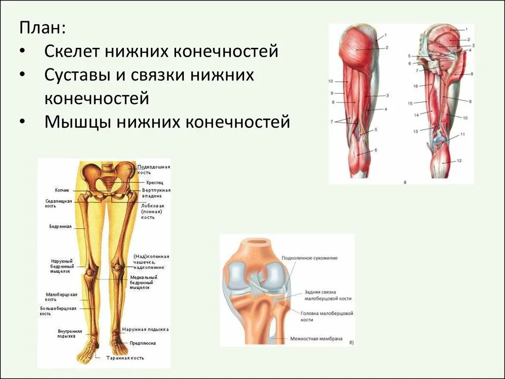 Тема нижние конечности. Строение суставов нижней конечности анатомия. Скелет нижней конечности коленный сустав. Мышцы нижней конечности конечности анатомия. Кости и мышцы нижних конечностей.