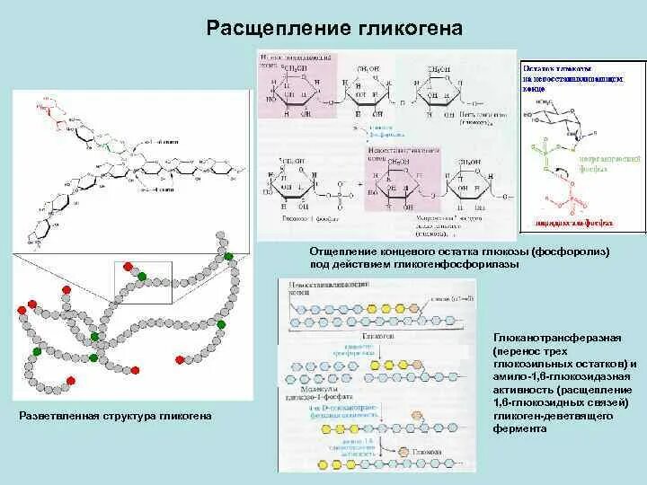 Расщепление гликогена в печени. Схема расщепления гликогена. Схема реакций расщепления гликогена. Фосфоролиз гликогена схема. Расщиплени егликогена.