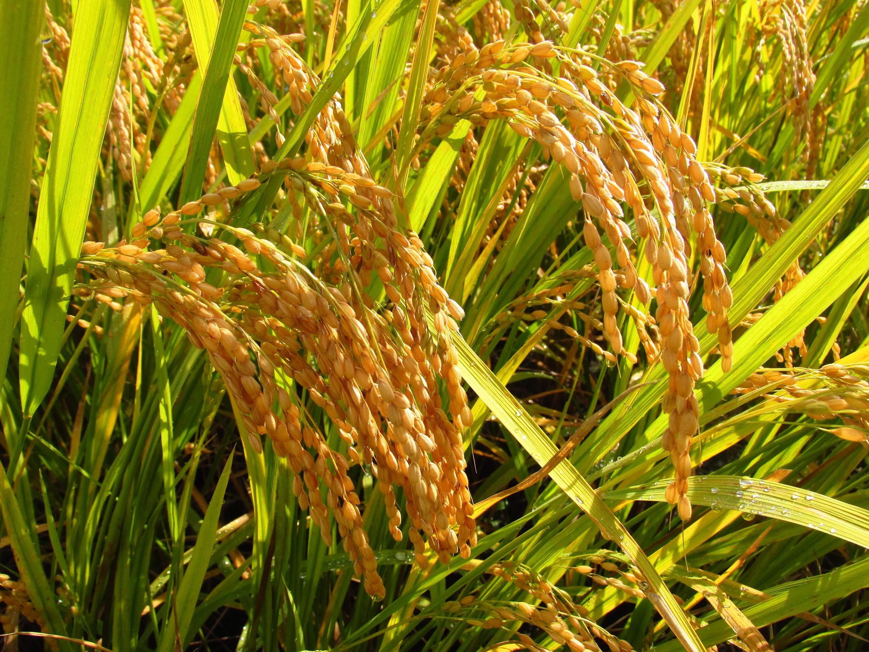 Просо Колос чумиза. Oryza Rice. Rice Oryza Sativa. Сорго просо пшено. Особенности проса