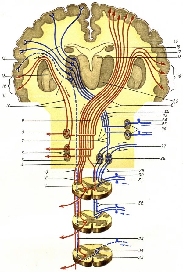 Проводящие волокна мозга. Перекрест проводящих путей головного мозга. Восходящие и нисходящие пути спинного мозга анатомия. Проекционные проводящие пути головного и спинного мозга анатомия. Нисходящие тракты спинного мозга.