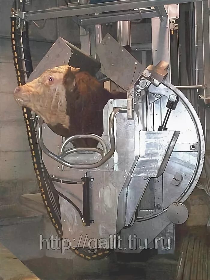 Оглушение животных