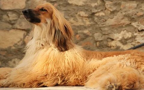 Породы собак: Афганская борзая (50 фото) .