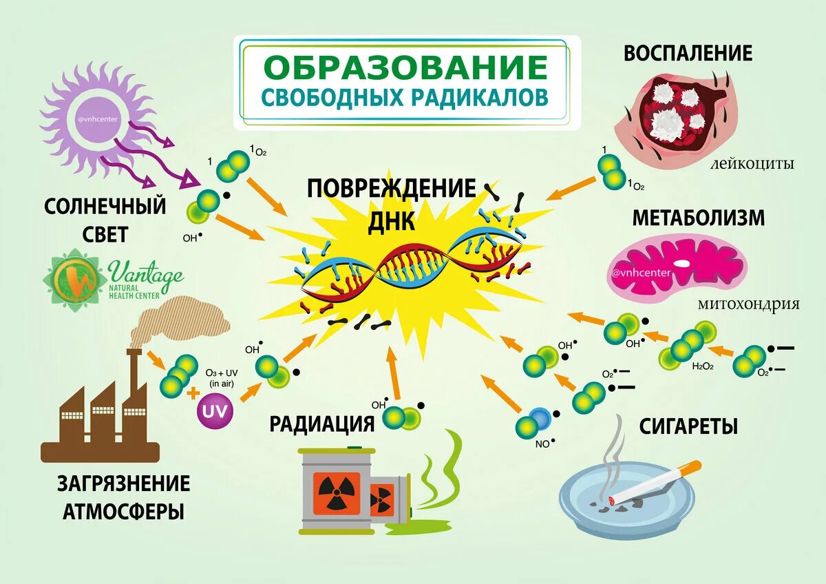 Свободные радикалы. Свободные радикалы в организме. Образование свободных радикалов в организме. Как образуются свободные радикалы. Система радикалов