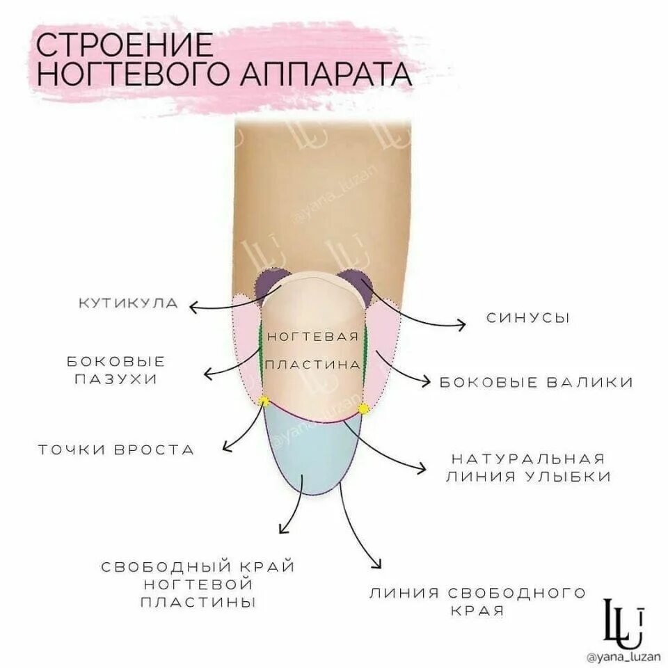 Ногтевая структура. Строение ногтевого аппарата и ногтевой пластины. Строение ногтя и ногтевой пластины схема. Ноготь строение анатомия схема. Строение ногтевого аппарата схема.