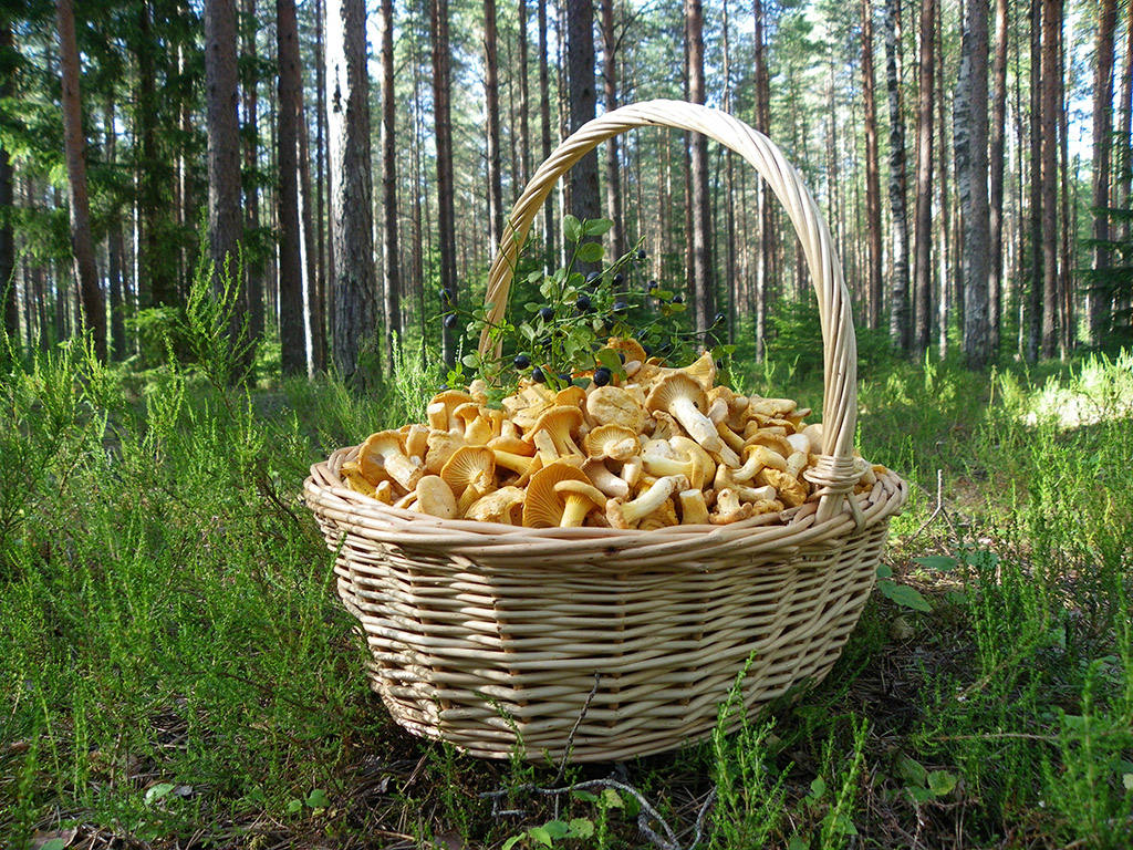 грибы лисички растут в лесу. собираем лисички в лесу. опята и лисички. собираем лисички в лесу. собираем лисички в лесу.