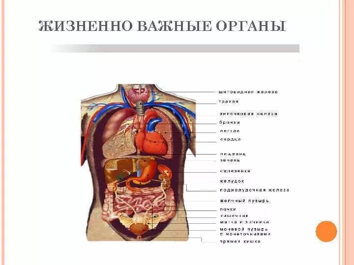 Структура органов человека. Где находятся жизненно важные органы. Схема органов брюшной полости человека мужчины. Расположение внутренних органов человека в брюшной полости рисунок. Расположение органов у человека спереди.