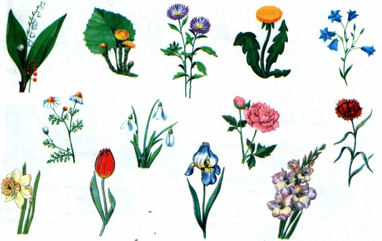 Цветок рисунок для детей. Растения для дошкольников. Весенние цветы названия. Весенние цветы для детей. Цветы весны картинки для детей