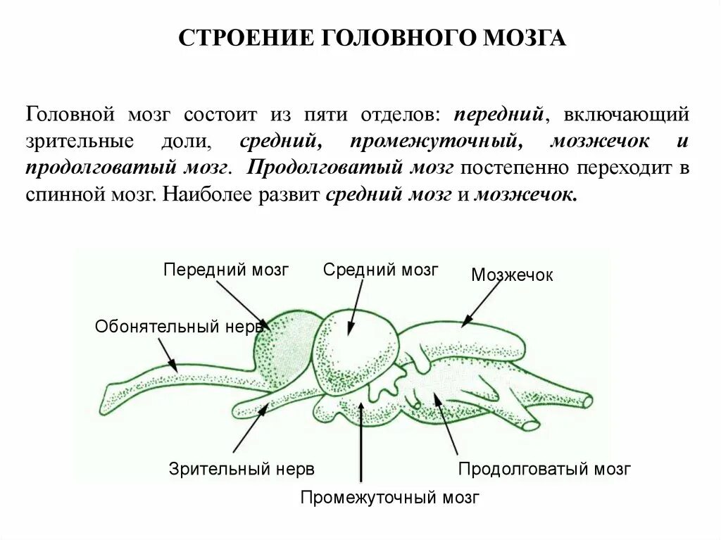 Он отличается большой и состоит из отделов. Головной мозг состоит из отделов. Отделы головного мозга насекомых. Головной мозг из 5 отделов. Головной мозг насекомых состоит из отделов.