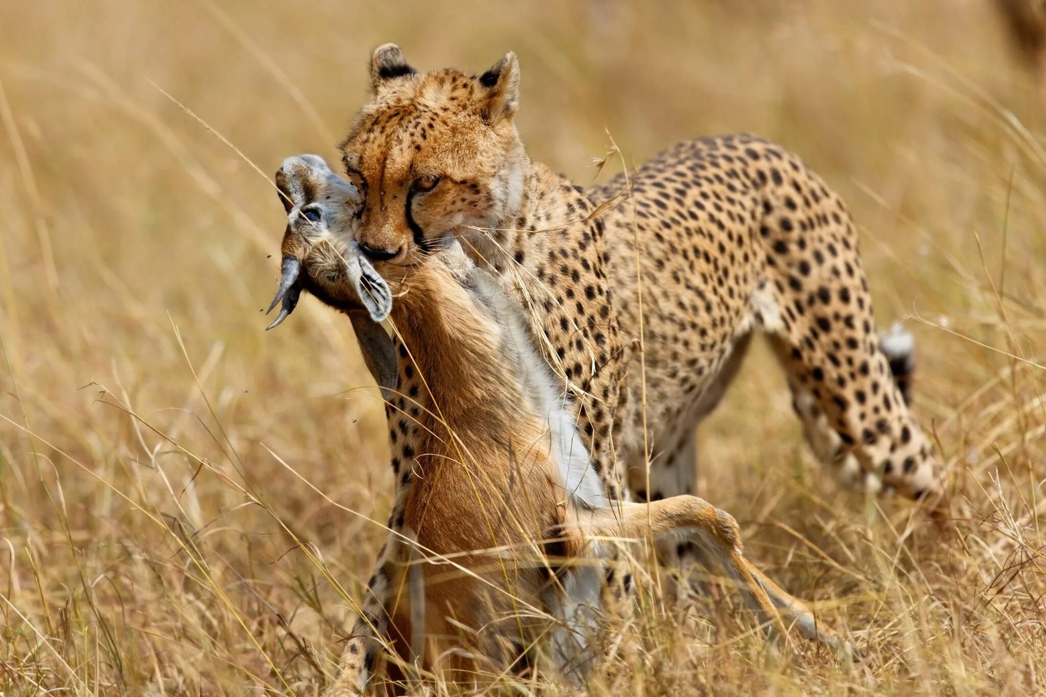 Леопард охотится на антилопу. Гепард охотится. Гепард и антилопа. Predator animals