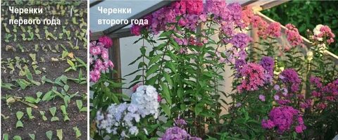 Какая почва нужна флоксам