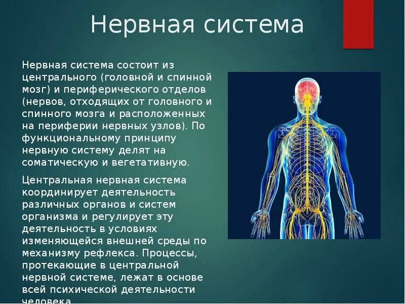 Тест по биологии головной и спинной мозг. Нервная система. Нервная система человека. Сообщение о нервной системе. Строение нервной системы.