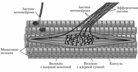 Сухожильные рецепторы являются