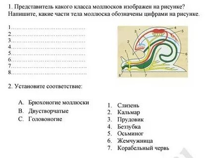 Тест моллюски егэ