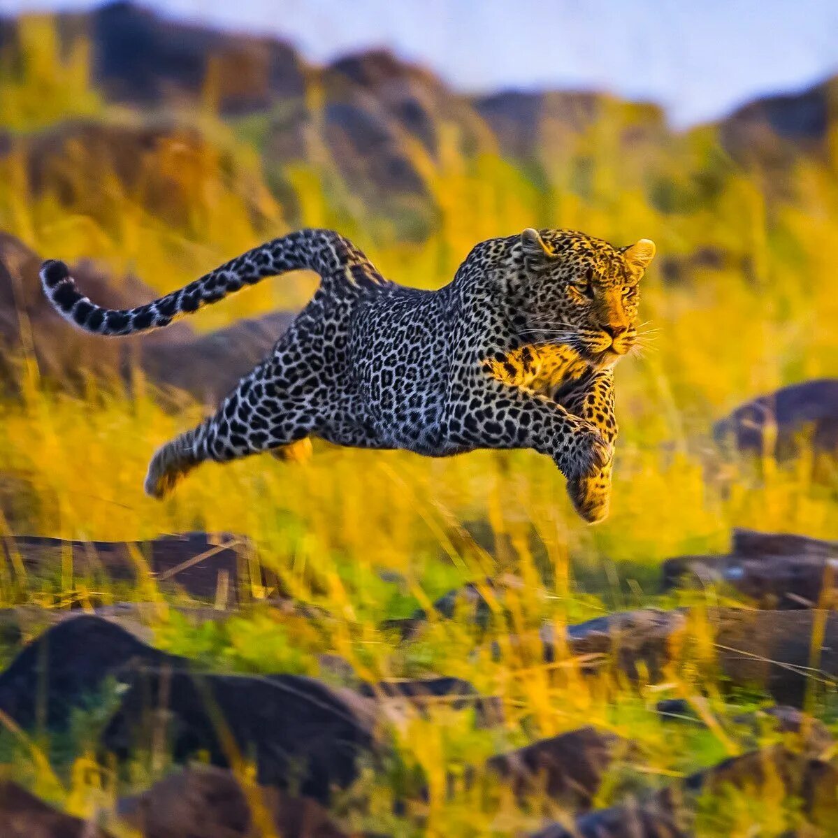 Leopards run runs fast