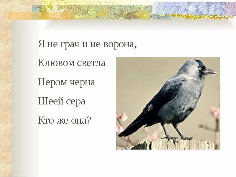 Загадка с вороной. Загадка про галку. стихи про галку для детей. загадка про галку для детей. загадка про галку для дошкольников.