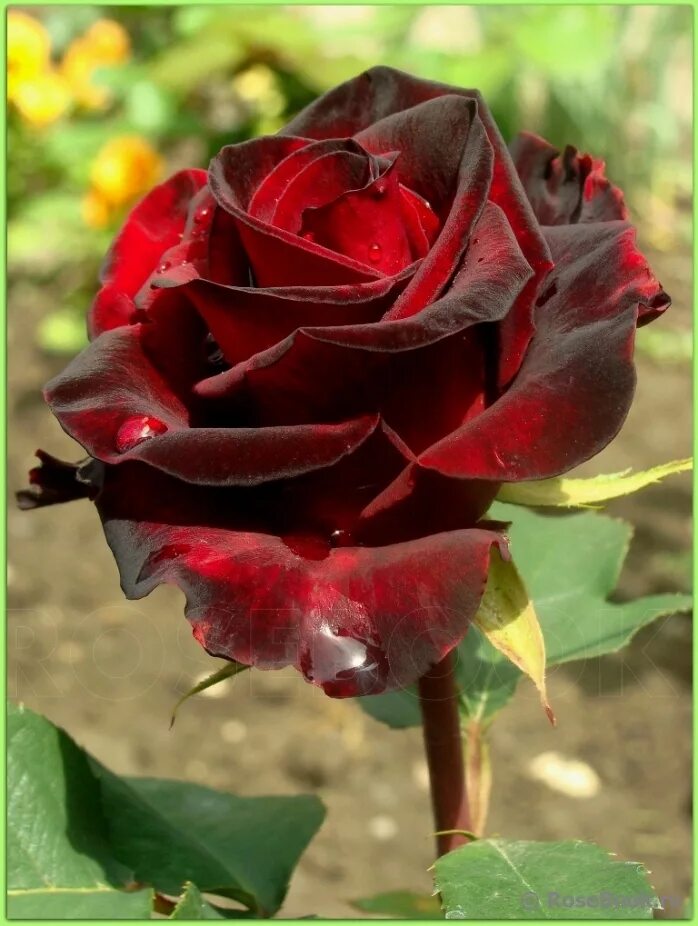 Сорт розы Блэк баккара. Саженцы тигровой розы