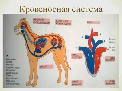 Какая кровеносная система у простейших