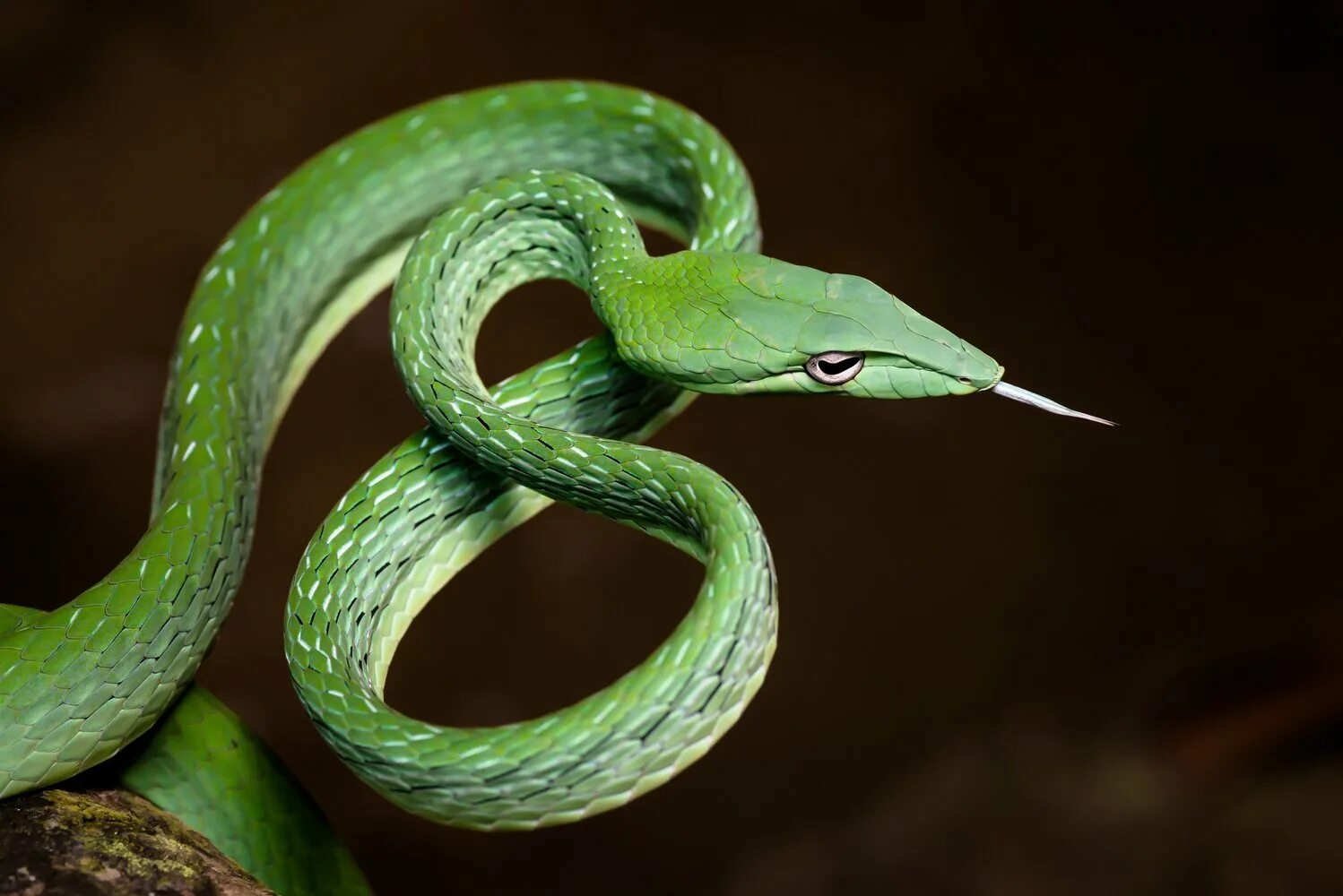 Травоядные змеи. Плетевидная зеленая змея. Травянисто-зелёная плетевидка. Ahaetulla prasina. Смарагдовый полоз.