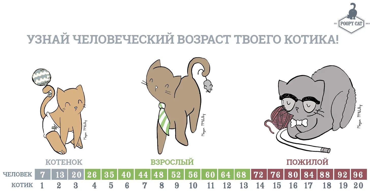 Коту 6 месяцев сколько. Кошачьи года на человеческие. Сравнение лет кота и человека. Возраст котика. Сколько лет кошке.