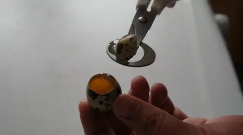 Потребитель яйцо