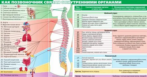 Функциональные особенности сегментов позвоночника 