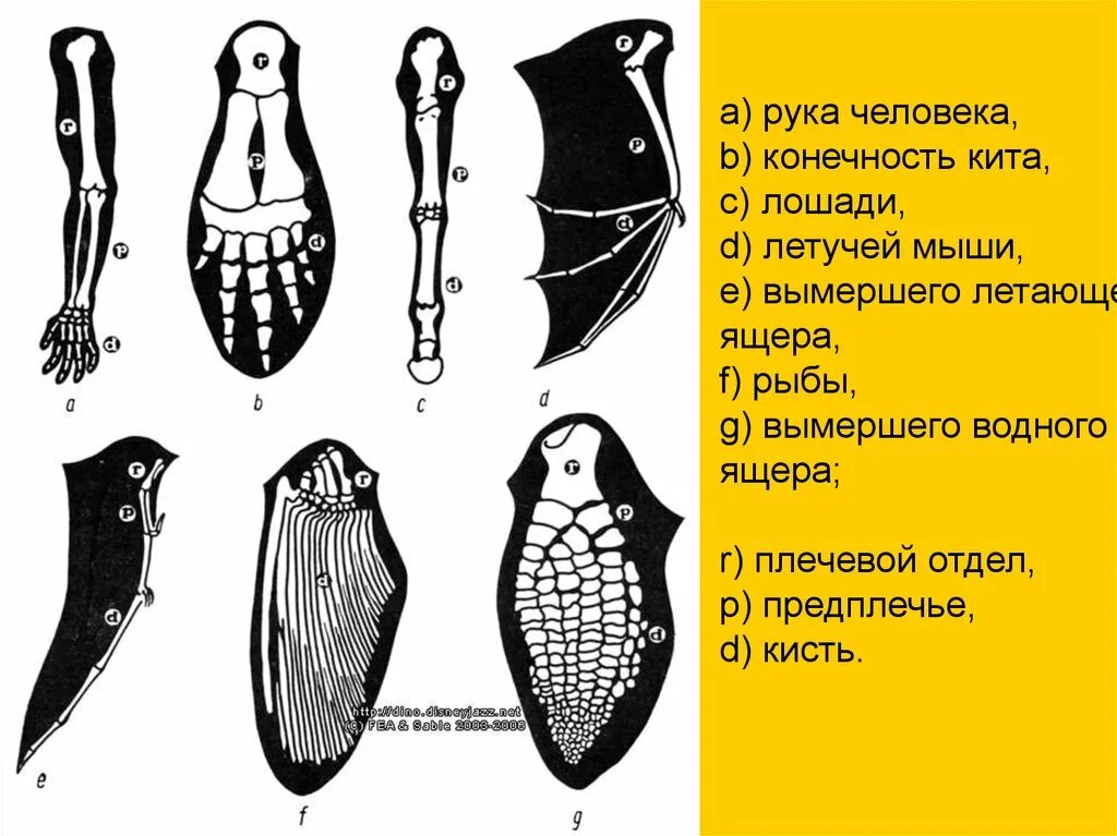 Ласты кита и роющие конечности крота. Эволюция скелета конечностей у позвоночных. Сравнительная анатомия доказательства эволюции. Сравнительно анатомические доказательства эволюции животных. Доказательство эволюции сравнительно Анатомическое доказательство.