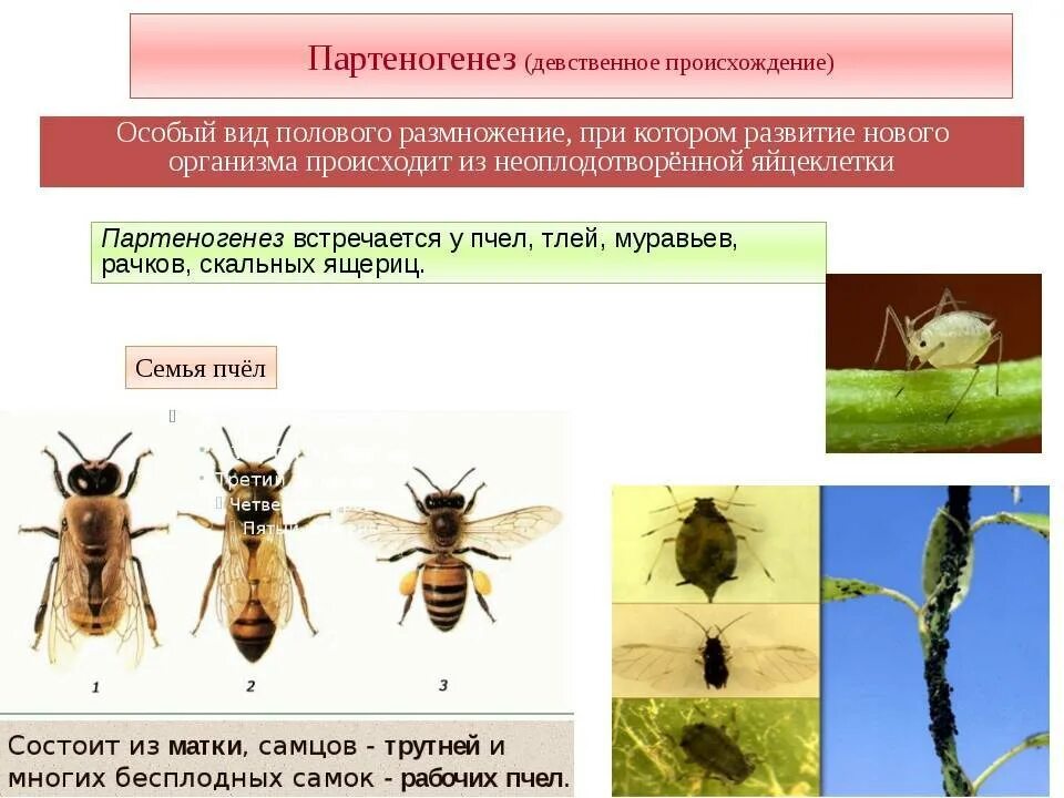 Размножается партеногенетически. Размножение пчел партеногенез. Партеногенез у пчел схема. Партеногенез трутни. Партеногенез у пчел Тип размножения.