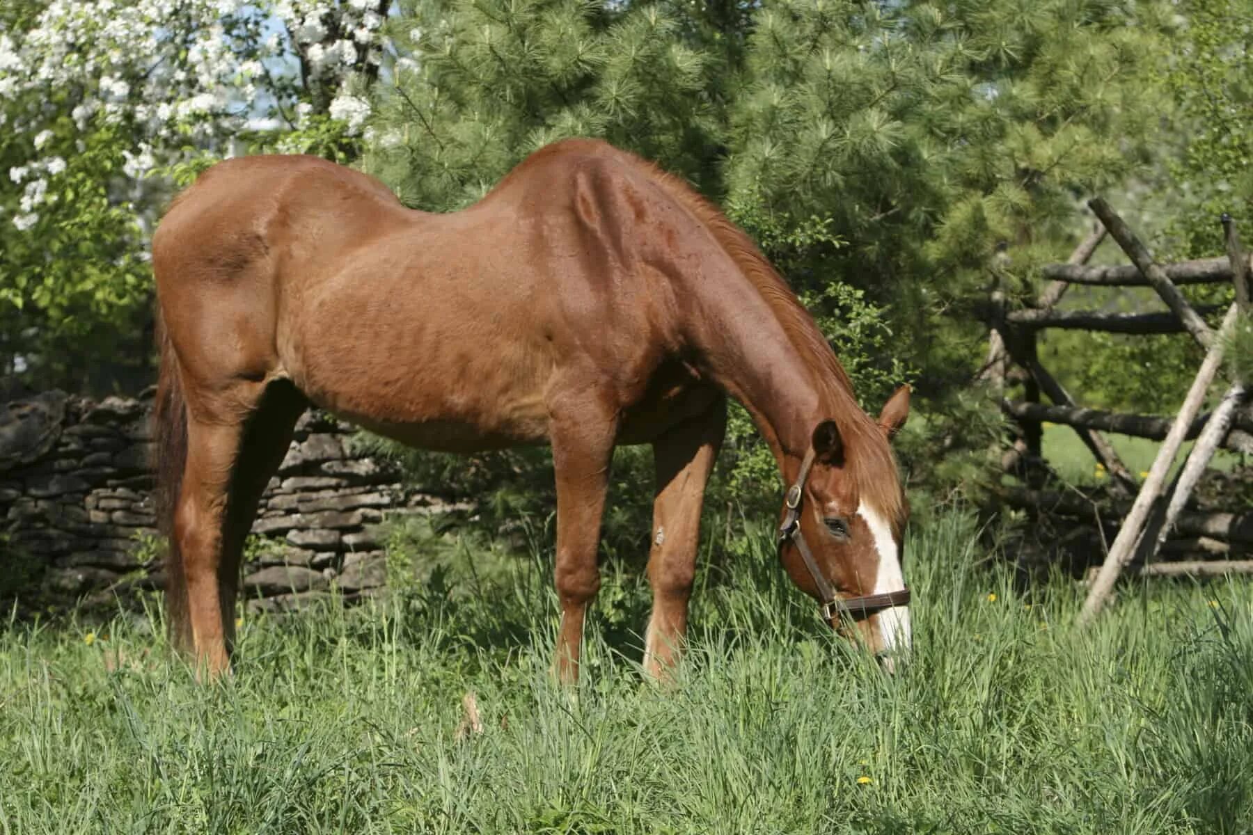 Болезнь лошадей 3. Случная болезнь лошадей. Болезни лошадей и симптомы. Инвазивны болезни лошадей.