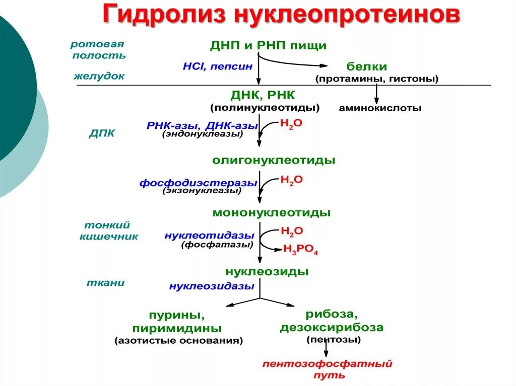 Пути использования в организме продуктов гидролиза нуклеиновых