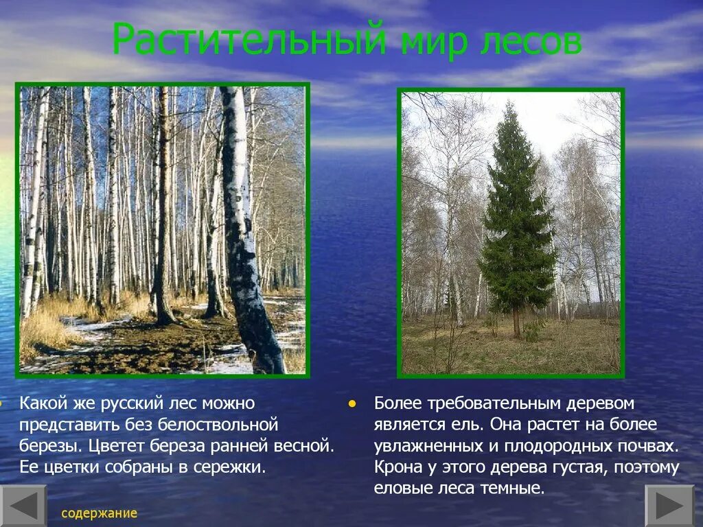 Бук какая природная зона. Береза природная зона. Презентация русский лес. Береза в какой природной зоне растет. Карликовая береза природная зона.
